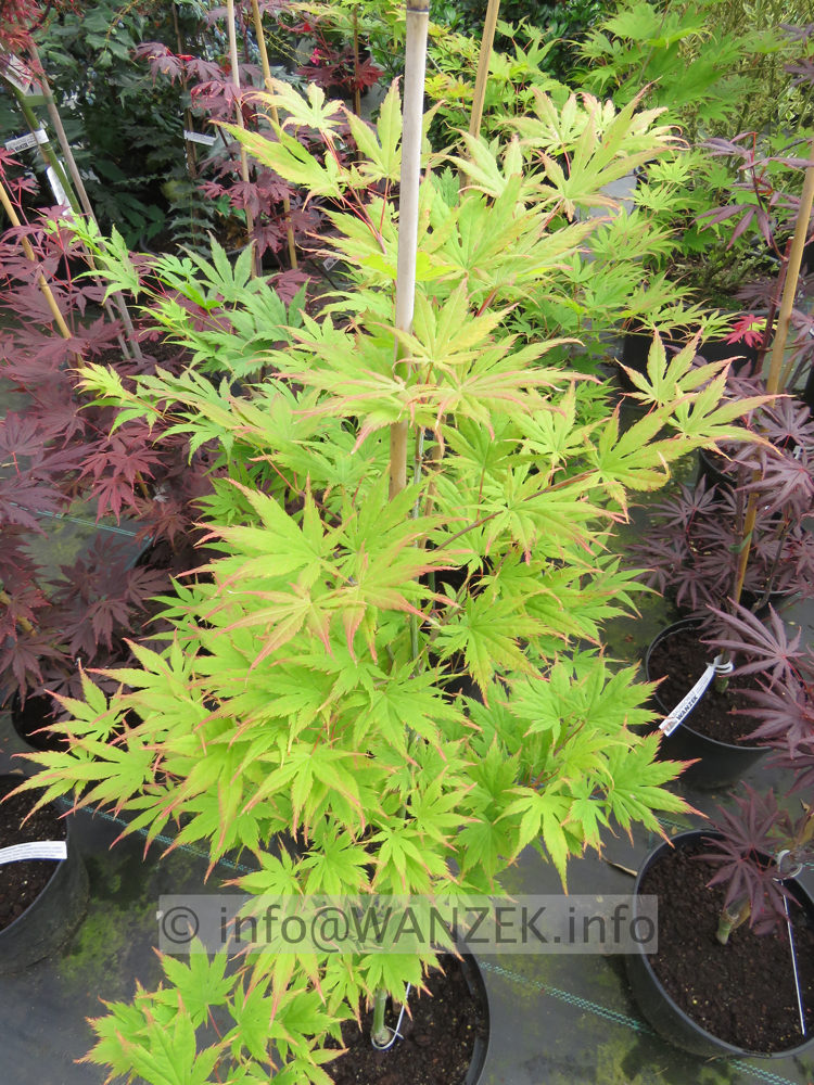 Acer palmatum Ki Hachi jo 60cm.JPG